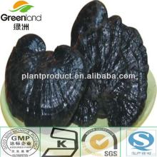 Herbal Extract Reishi Extract 40% Polysaccharides