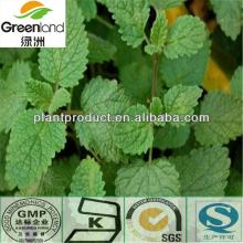 Herbal extract Lemon Balm Leaf Extract10:1