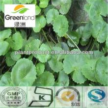 10-90%  Asiaticoside   Gotu   Kola   extract 