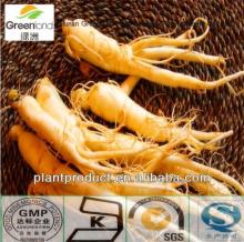 Plant extract Ginseng extract 80%Ginsenoside