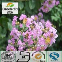 Herbal extract Corosolic Acid Extract Powder Banaba Extract