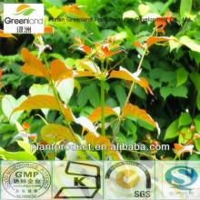 Cat  s claw Extract