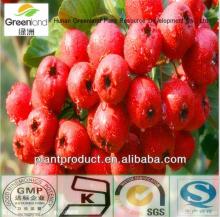  Hawthorn   Fruit  Extract
