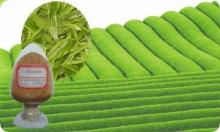  Green   tea   extract  catechin 10%-98%/ green   tea   extract  catechin/Best price of  catechins 