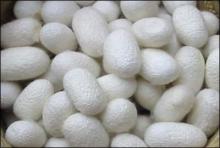 Silk protein powder/silk fibroin