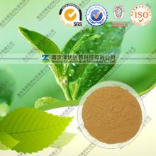 Natural green tea extracts powder Tea Polyphenols 50%~98%