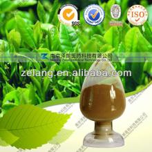 Green Tea Extract Tea Polyphenols 30%-98% Powder