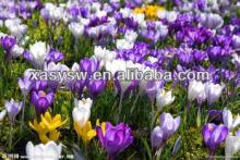 Saffron Extract Crocin 95%
