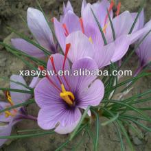 Natural Pure Saffron Extract 10:1 to 50:1