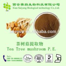 Tea Tree Mushroom P.E. Powder