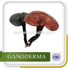 Professional manufacturer high purity lucid ganoderma extract