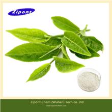 Organic Green tea extract Epigallocatechin gallate (EGCG) 95%