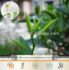China GMP factory hot sale green tea extract powder 50% Green tea extract polyphenols