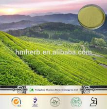 high quality green tea extract powder EGCG 60%
