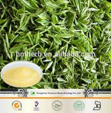 the natural plant extract powder matcha green tea extract