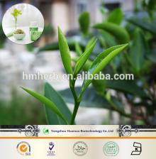 gmp professional manfacturer produce the  tea   extract   powd er