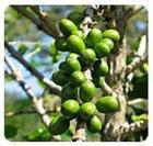 green coffee bean extract