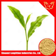 High quality natural green tea extract powder