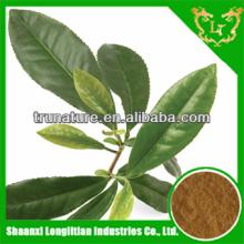 100%pure natural green tea extract/pure natural green tea extract powder easy absorb factory price g
