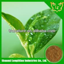 Top Selling 100%green tea extraction polyphenols powder 50%-98%/green tea powder extract terrific qu