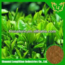 Terrific Quality ! Wholesale price high pure powder green tea extract 95%/green tea powder factory p