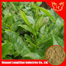 Organic Green Tea Powder With Active Ingredients EGCG L-theanine Tea Polyphenol for Health Care