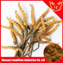 Cordyceps sinensis Extract