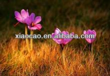 Pure Natural Saffron Extract Powder CAS NO: 42553-65-1
