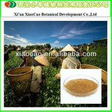 Supply High Quality Green Tea Extract 98% Tea Polyphenols