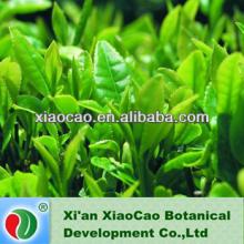 GMP manufacturer supply green tea extract tea polyphenols catechin powder