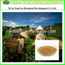 Manufacturer Supply Pure Natural Chinese Green Tea Extract Powder/Green Tea P.E. 95%