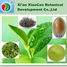 Green Tea Extract Powder,Green Tea Extract Capsules,Green Tea Extract 98%