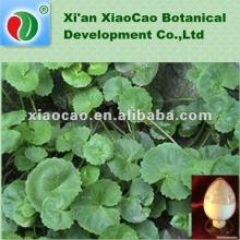 Asiaticoside 5%-90% of Gotu  Kola   Extract   Powder 