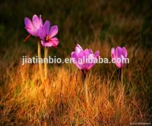 High quality saffron crocus extract