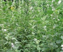 Marshmallow leaf extract herbal cigarettes