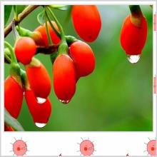 GMP Manufacturer Supply Natural 10%-50% Polysaccharides from Goji Berry Extract