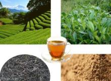 Natural Herbal Black Tea Extract Tea polyphenol 20%