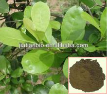 High quality  Paraguay  tea extract