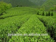 Organic tea polyphenols green tea leaf extract powder