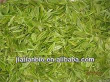 green tea extraction polyphenols powder