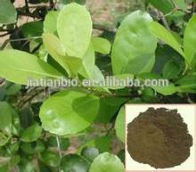 Paraguay Tea Powder Yerba Mate Extract