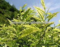  white   tea   extract   powder 