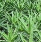 Aloe Vera Extract Aloin 20%,40%,98%