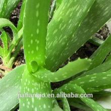 100% pure aloe vera  herbal   extract s