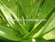 High quality Aloe Vera Extract/Aloe Vera Extract powder/price of aloe vera leaf