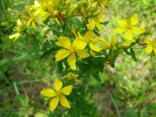 High Quality Herbal Extract St.John's Wort Extract