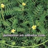 Tribulus Terrestris Extract Powder