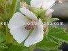 Althaea Extract