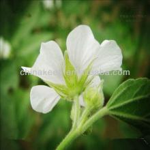 Organic Marshmallow leaf extract 5:1 10:1 20:1