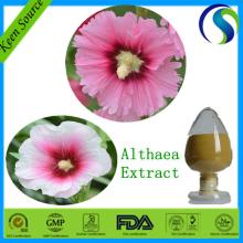 Hot Popular Althaea Extract /Marshmallows Root Extract